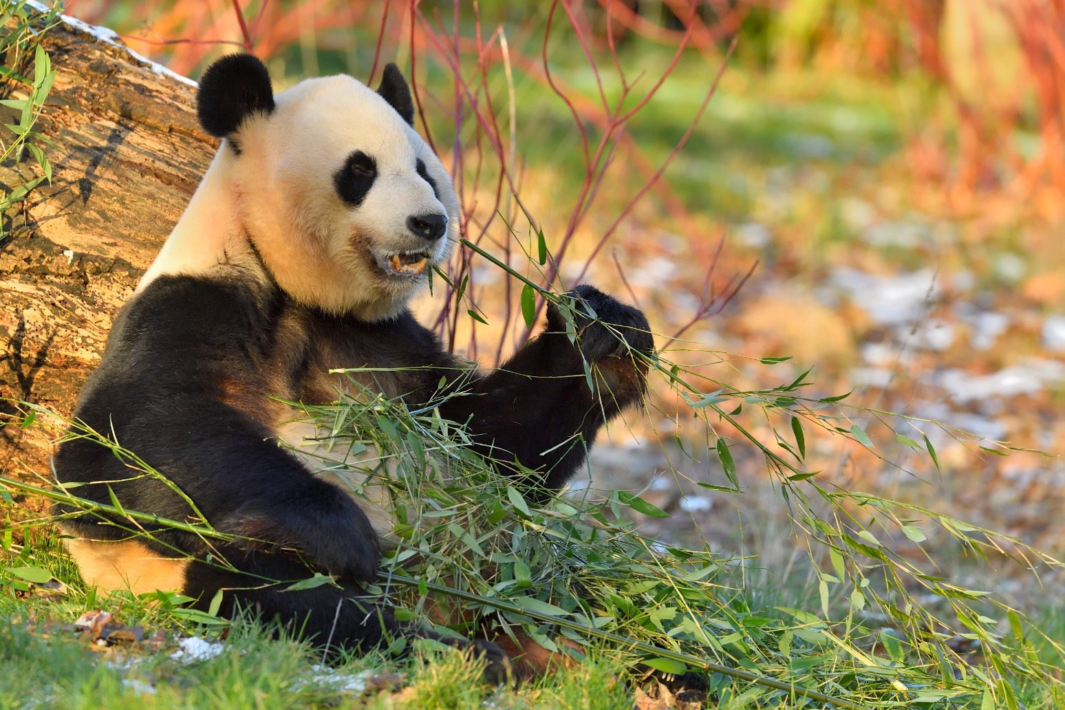 Animal lovers have two weeks left to see giant pandas before they leave UK 