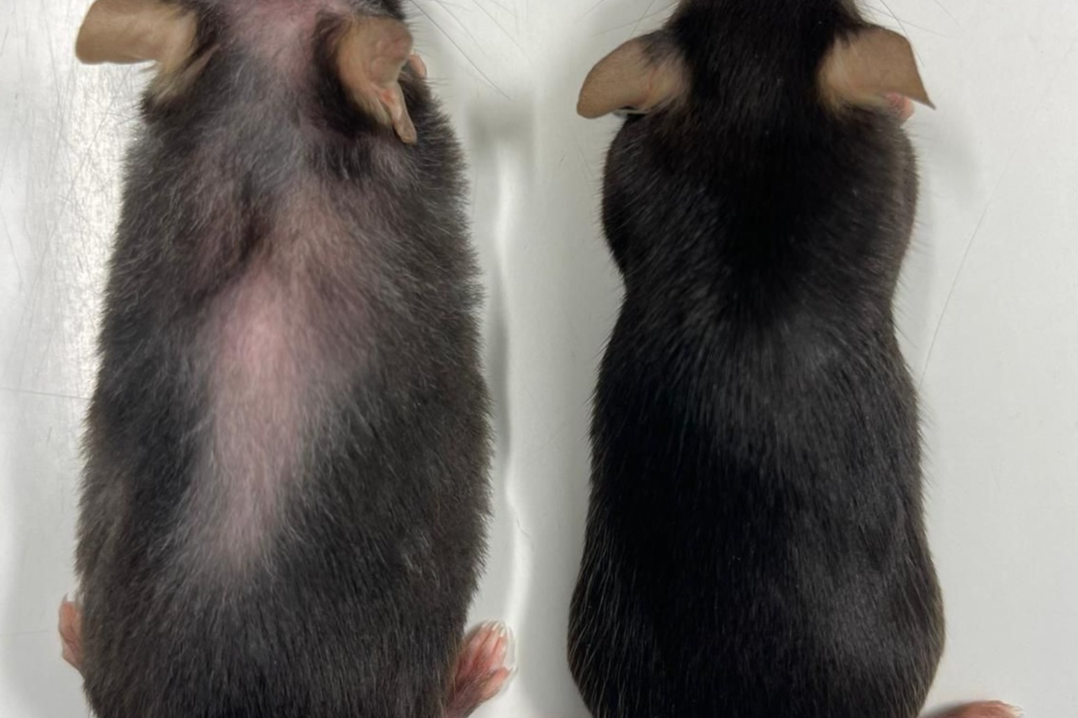 Drug which extends life of mice hints at longer, healthy old age for humans 