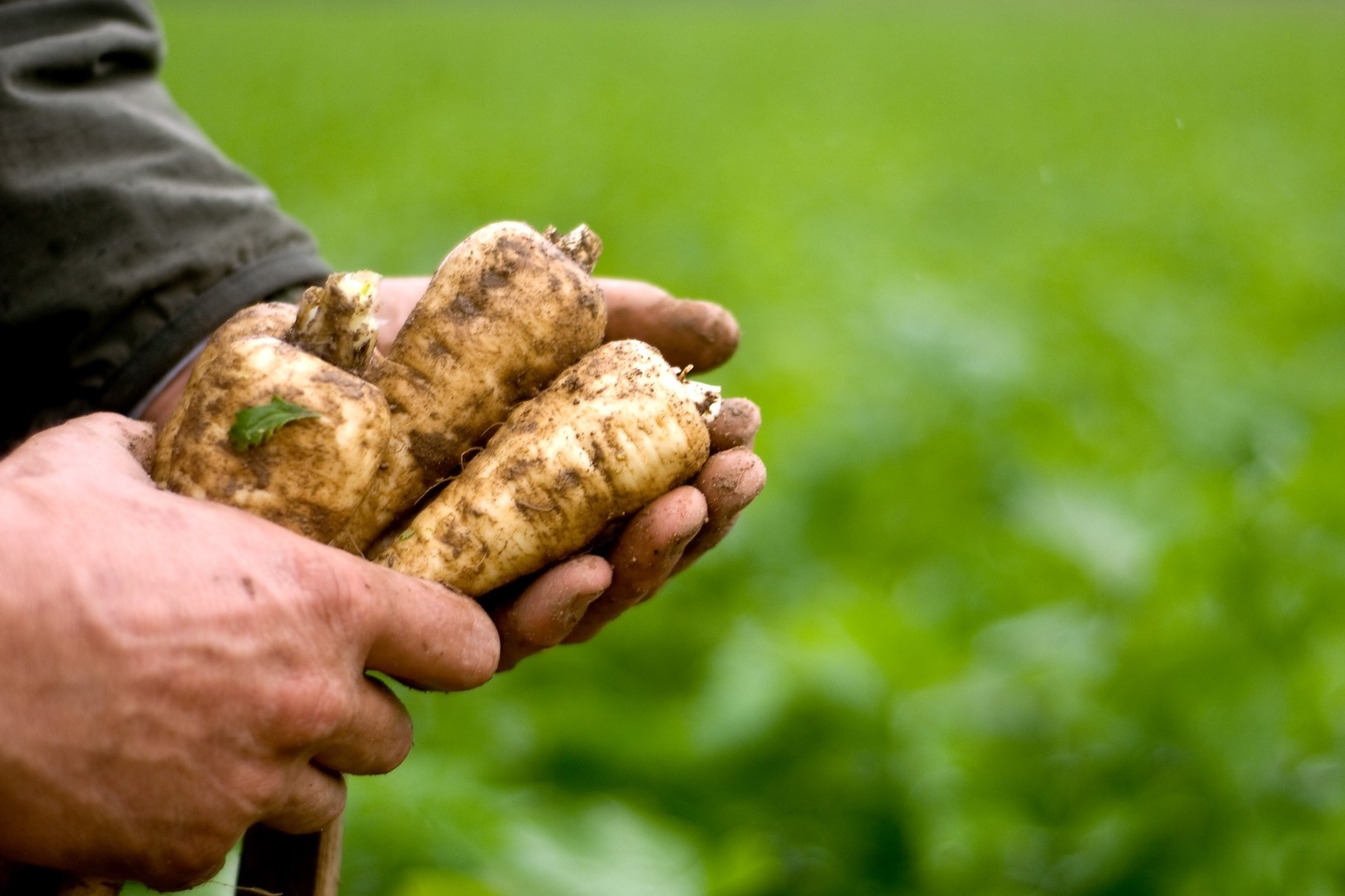 Land for growing fruit and vegetables should be doubled, new Government told 