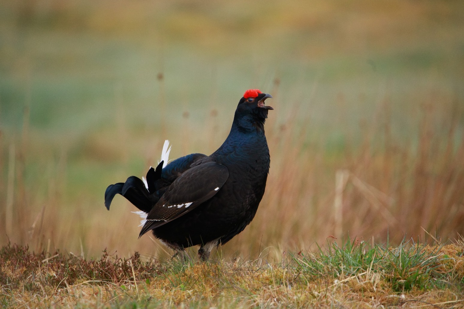 ‘Optimism’ as endangered black grouse numbers increase at rewilding sites 